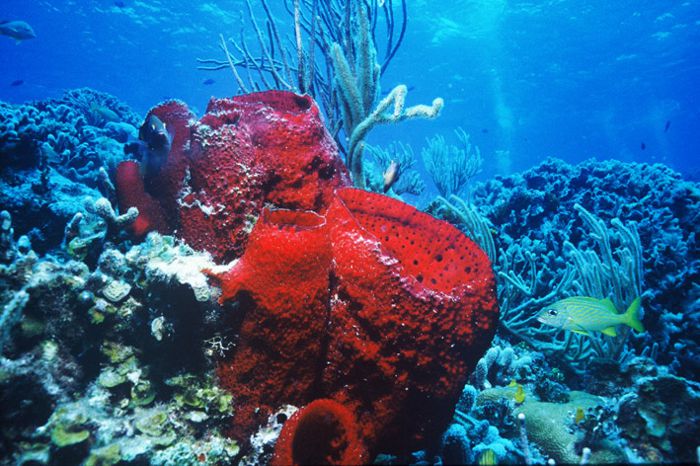 Arrecife coralino en Cozumel.