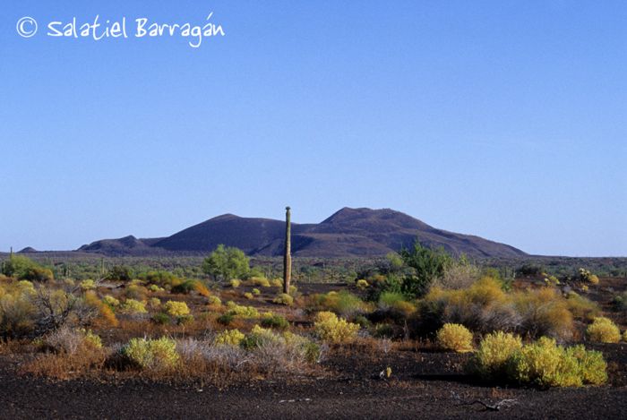 Desierto de matorrales y cactus. Sonora.