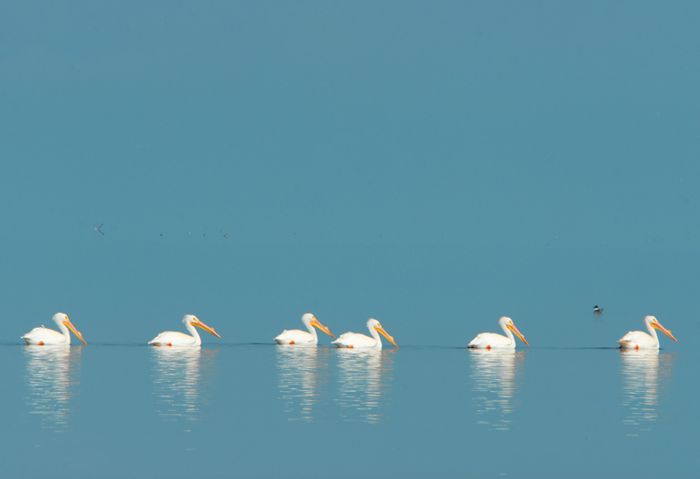 Pelícanos blancos en la Laguna Madre.