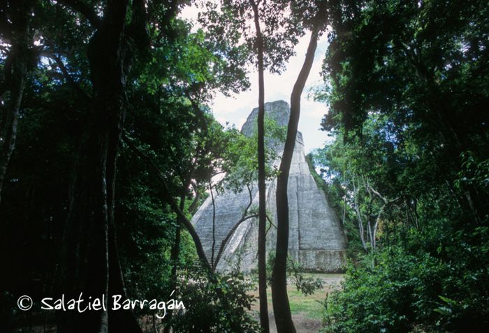 Tikal, pirámide entre la selva