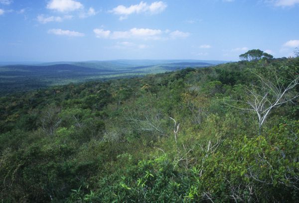 Selva bien conservada en la cima de la sierra Abra Tanchipa.