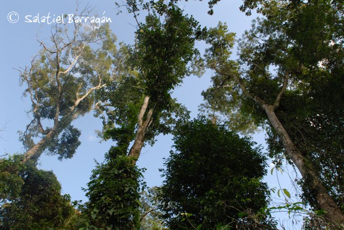 Árboles gigantes en la selva Lacandona.