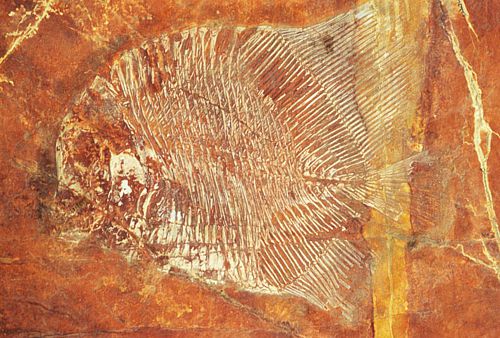 Fósil de pez en Tlayúa, Puebla