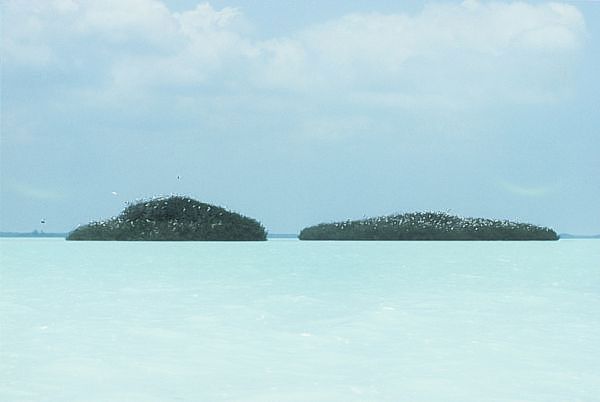 Aguas bajas casi blancas e islas Xobón de mangle en centro de Sian Ka'an