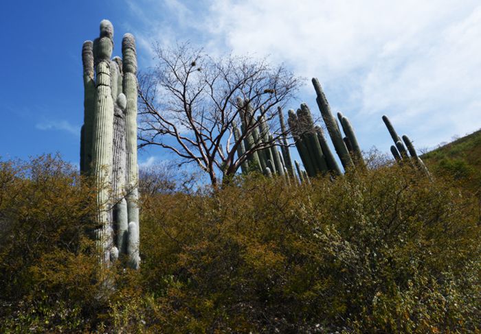 Cactus Viejitos en Jardín Botánico de Metztitlán.