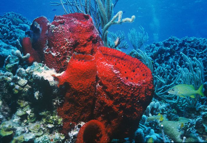 Esponja roja en arrecife Palancar de Cozumel