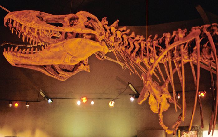 Saltillo. Museo del Desierto con esqueleto de T-Rex
