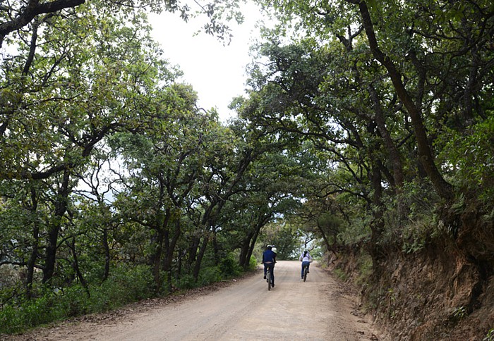 Camino de Santa Rosa y encinos en la Sierra de Guanajuato